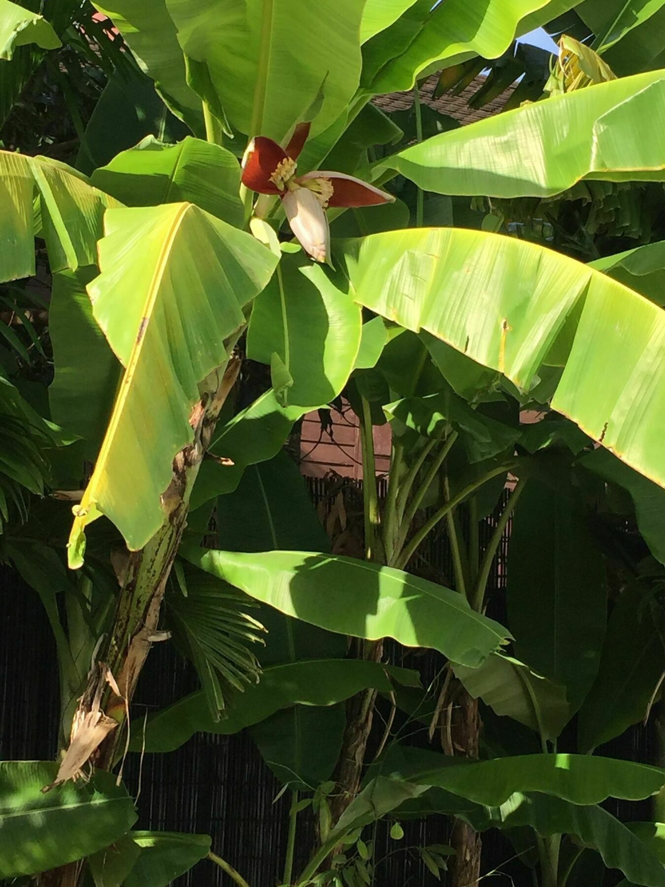 Sam So Boutique Villa Siem Reap Esterno foto