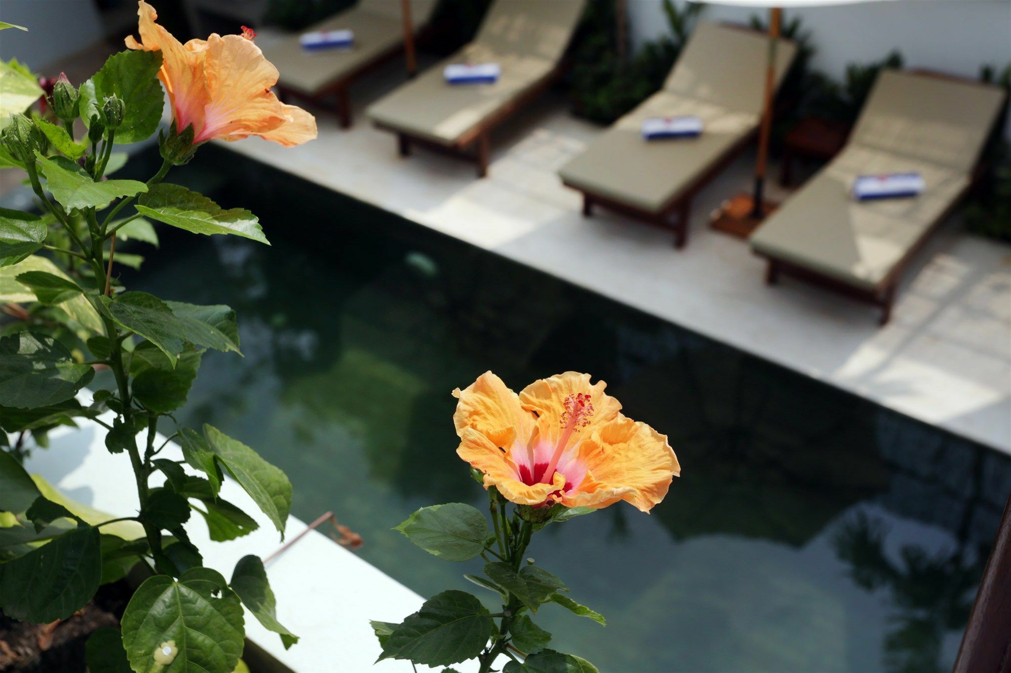 Sam So Boutique Villa Siem Reap Esterno foto